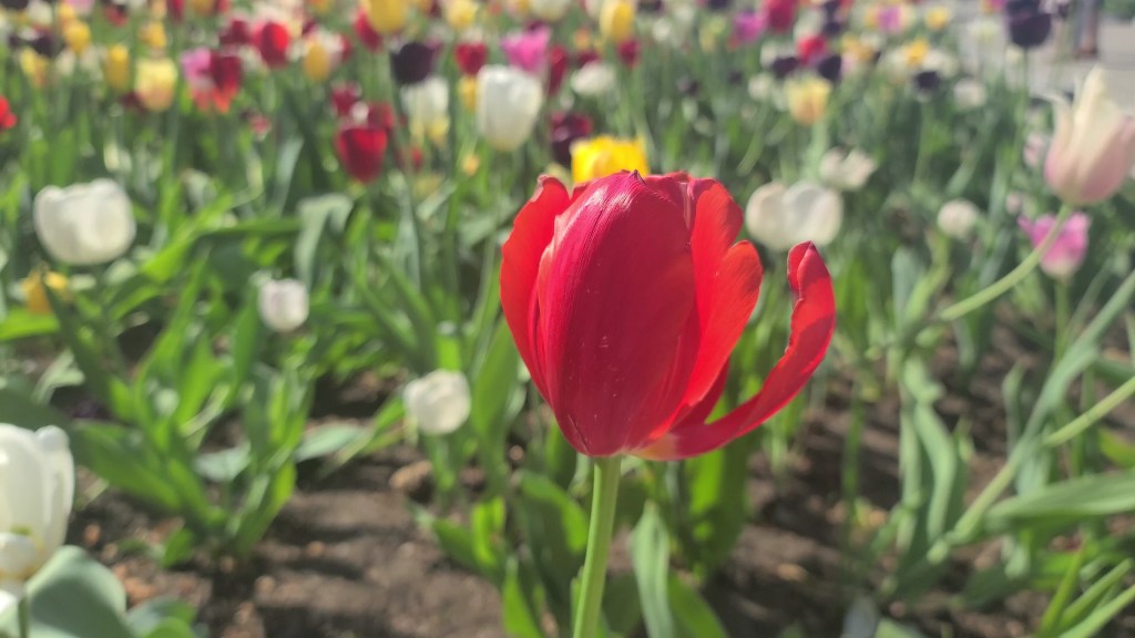 Montreal Botanical Garden photo 3