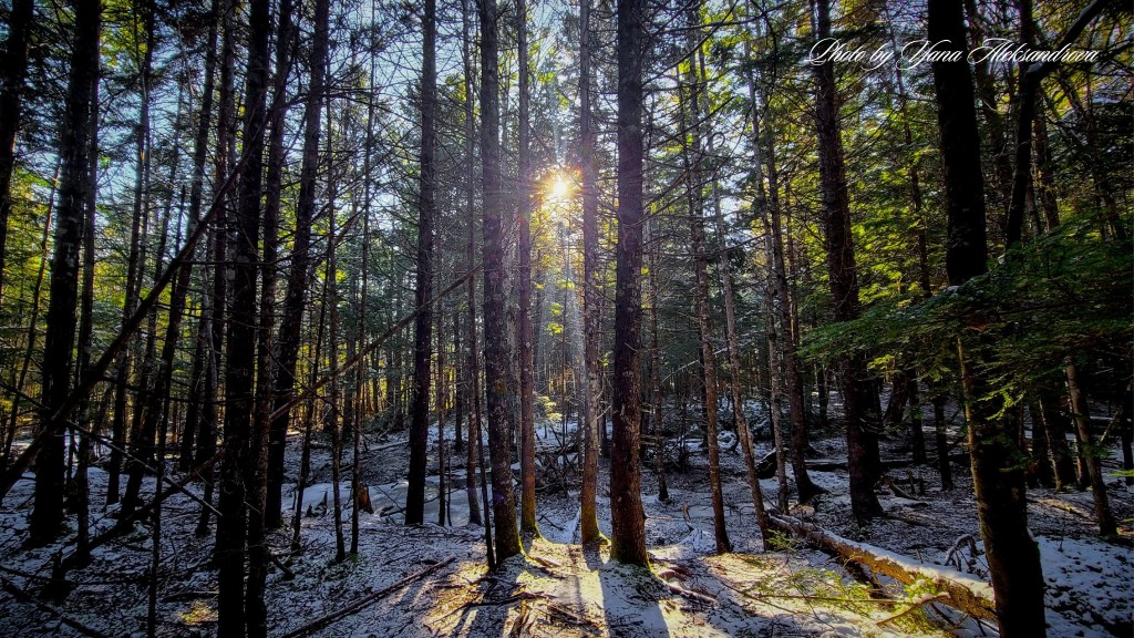 Webber Lake Falls Trail