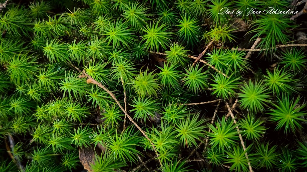 Drysdale Falls trail photo