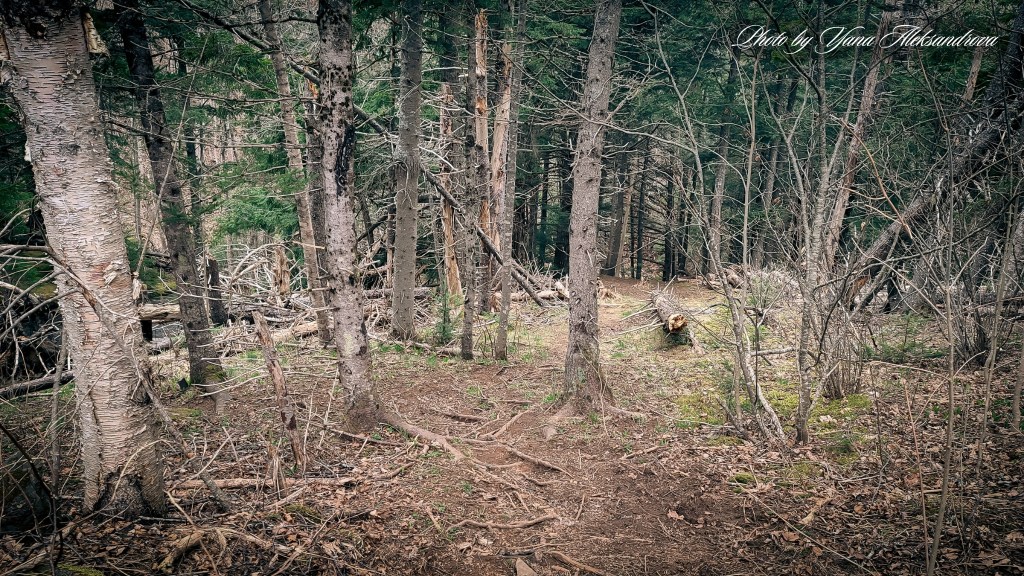 Givan’s Brook Falls hike photo by Yana Aleksandrova