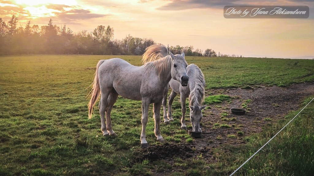 Gorgeous horses nearby, perfect getaway, Hants County, Nova Scotia, Photo by Yana Aleksandrova