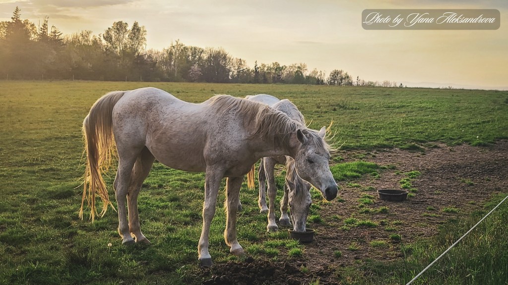 Gorgeous horses nearby, perfect getaway, Hants County, Nova Scotia, Photo by Yana Aleksandrova