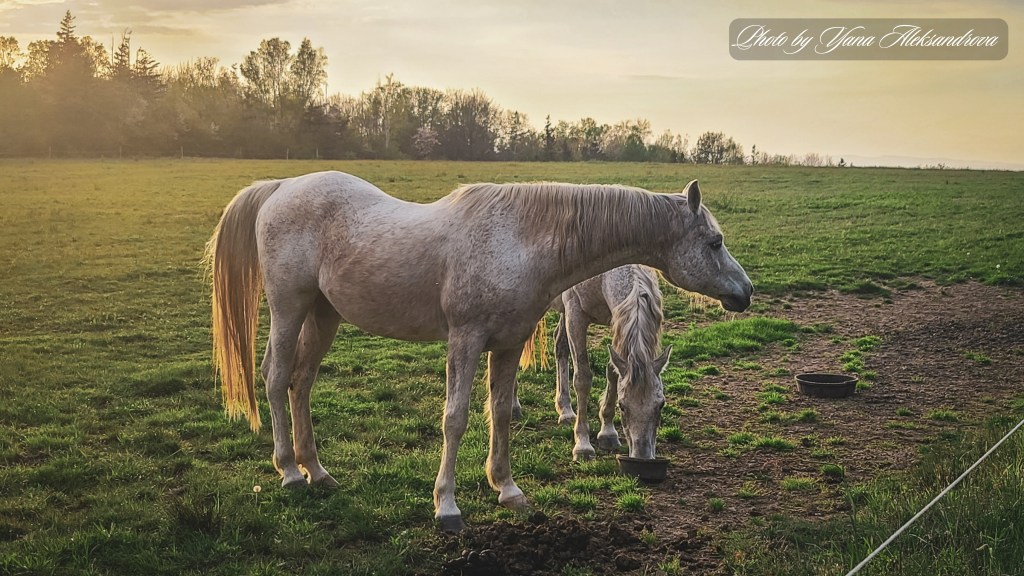 Gorgeous horses nearby, perfect getaway, Hants County, Nova Scotia, Photo by Yana Aleksandrova