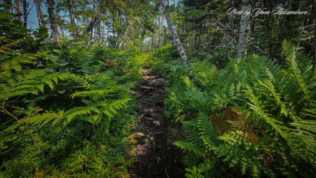 Headland trail, Taylor Head Provincial Park, Nova Scotia, Canada