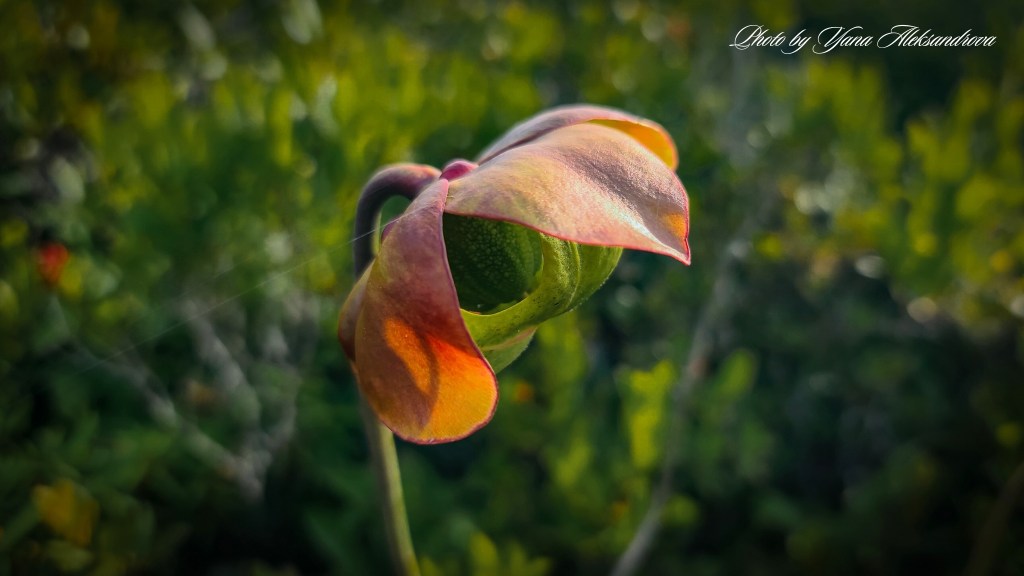 Headland trail, Taylor Head Provincial Park, Nova Scotia, Canada