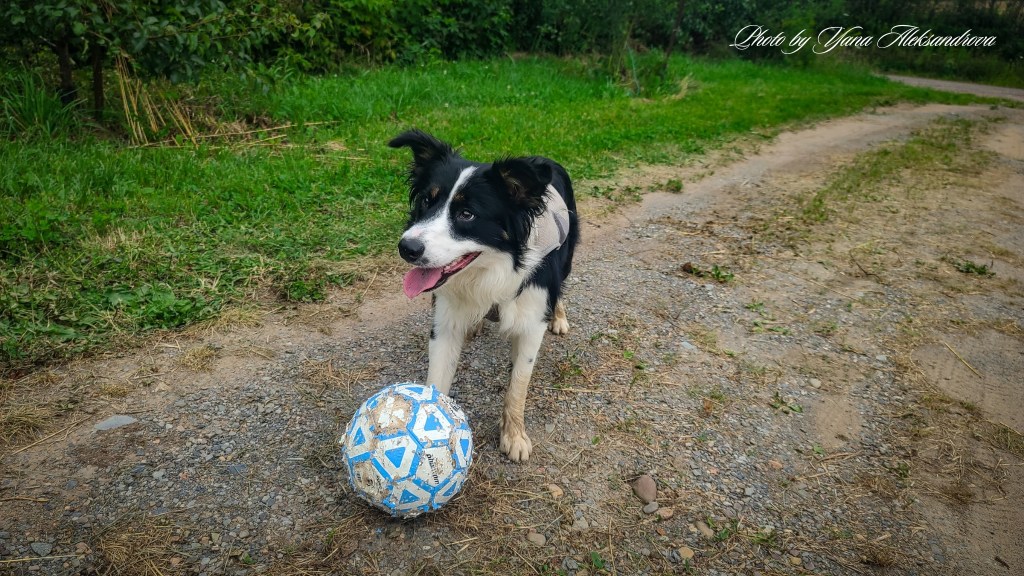Getaway in Nova Scotia, yurt glamping experience photo new friend