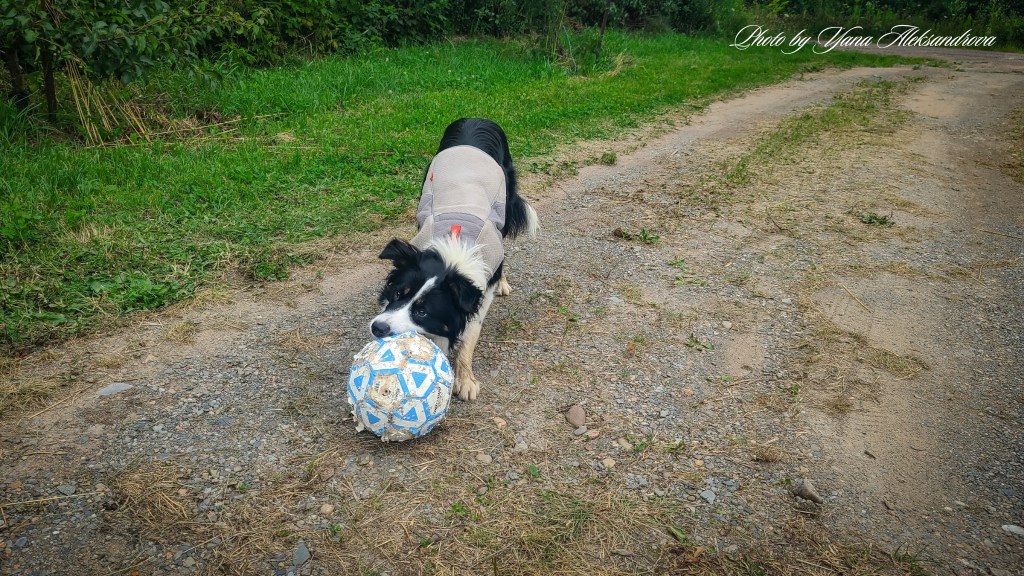 Getaway in Nova Scotia, yurt glamping experience photo new friend