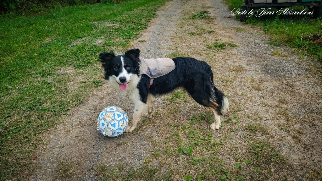 Getaway in Nova Scotia, yurt glamping experience photo new friend