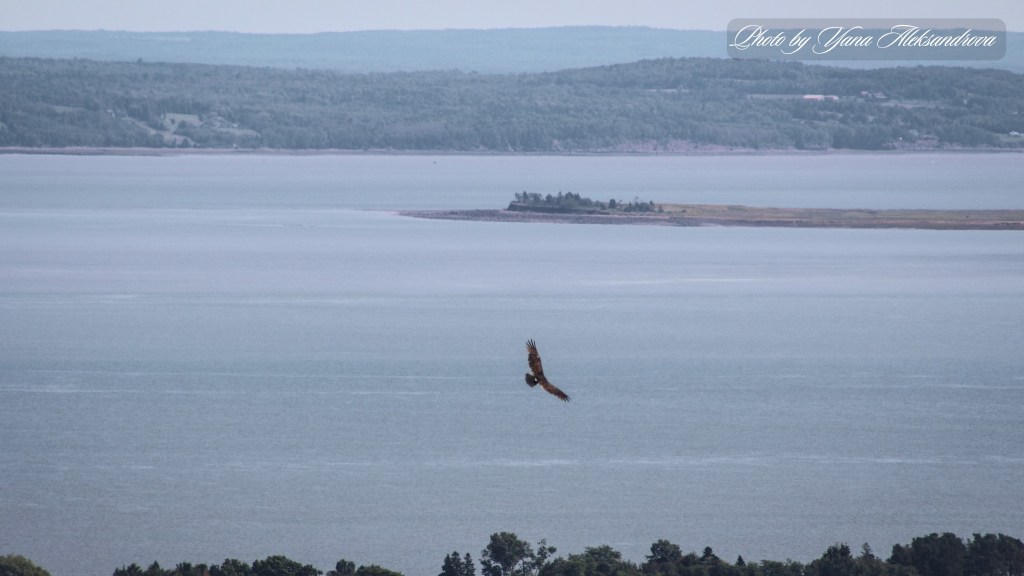 Birdwatching at Blomidon Lookoff, NS, Canada, photo