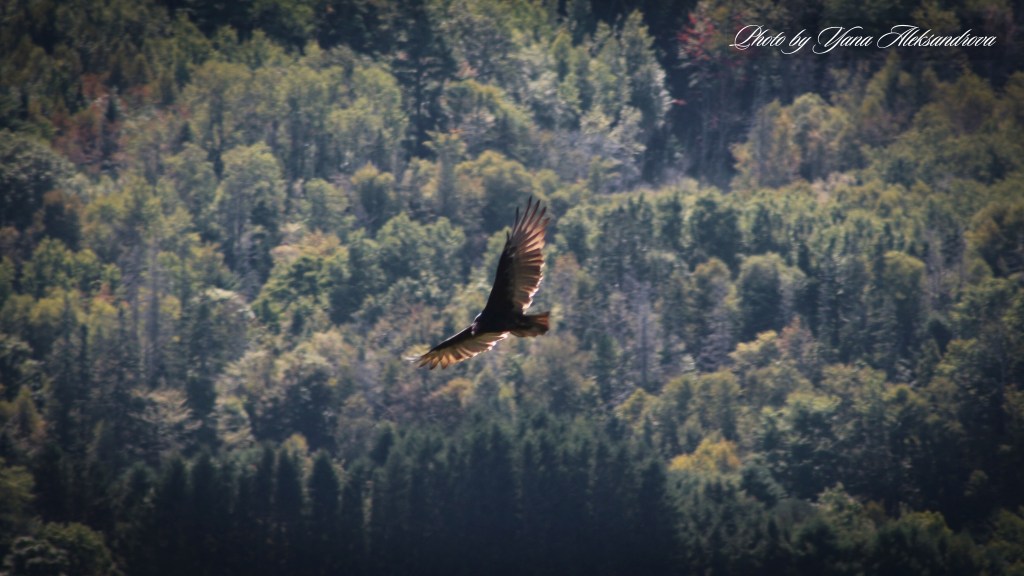 Birdwatching at Blomidon Lookoff, NS, Canada, photo