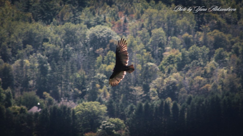 Birdwatching at Blomidon Lookoff, NS, Canada, photo