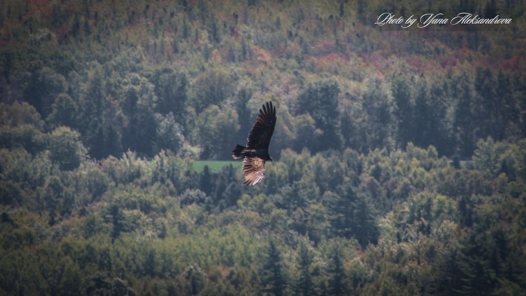 Birdwatching at Blomidon Lookoff, NS, Canada