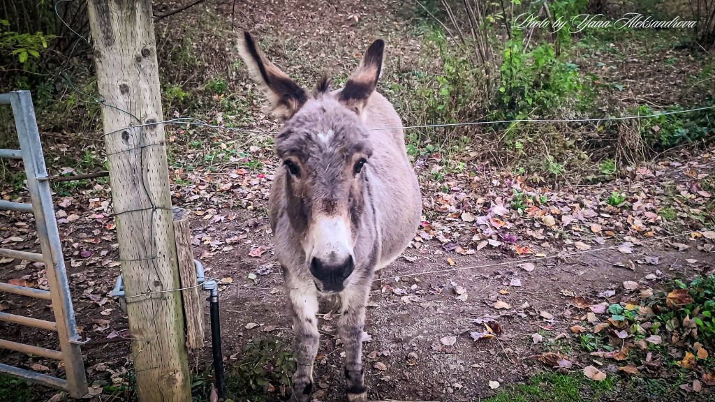That Dutchman's Cheese Farm photo