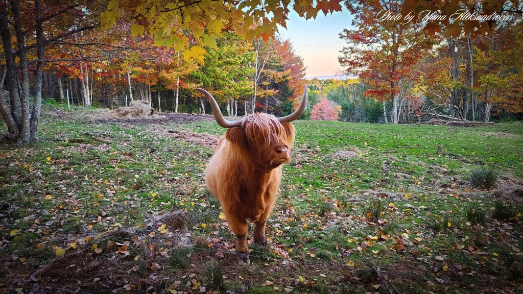 That Dutchman's Cheese Farm photo
