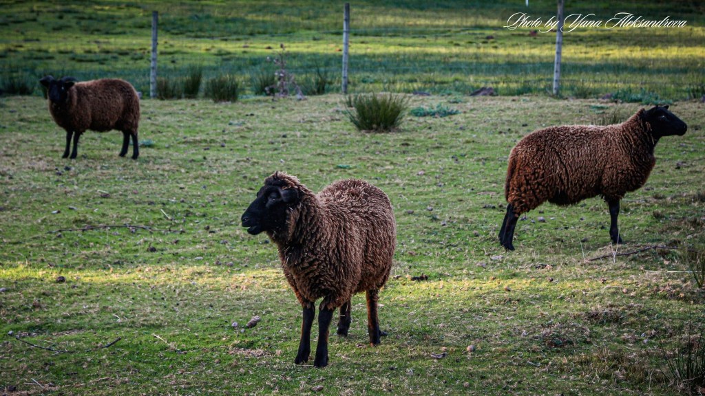 That Dutchman's Cheese Farm photo