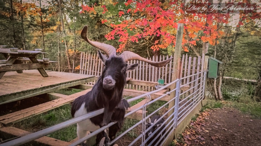 That Dutchman's Cheese Farm goats photo by Yana Aleksandrova