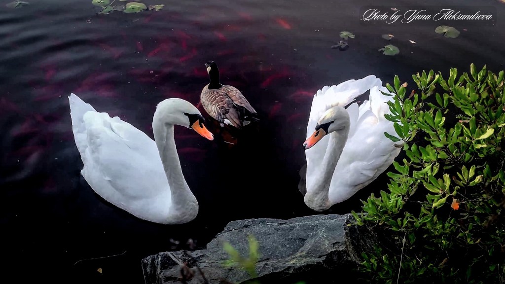 That Dutchman's Cheese Farm swans photo