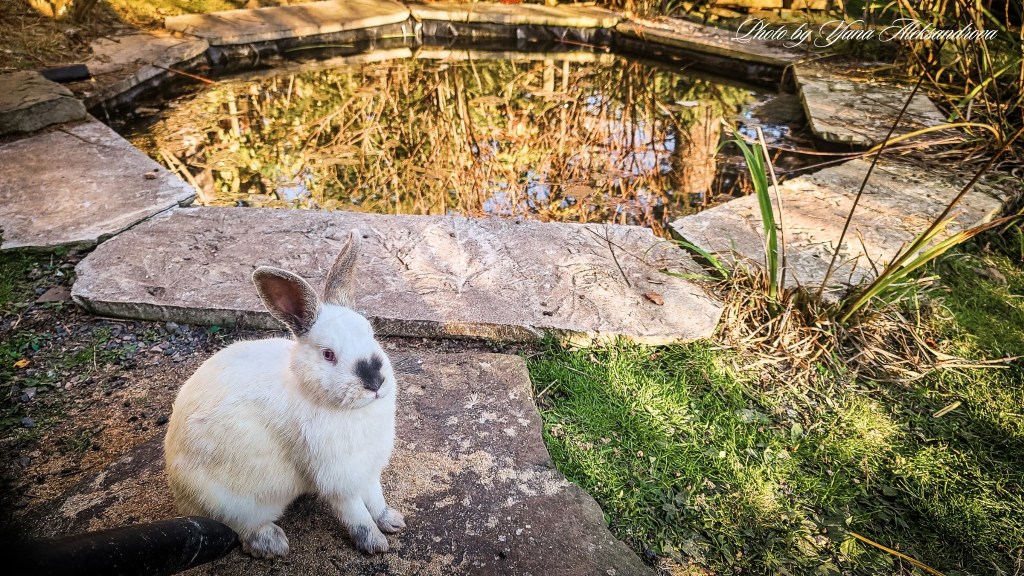 That Dutchman's Cheese Farm rabbit photo