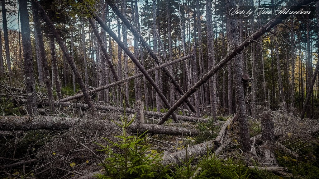 Estuary Loop Trail Five Islands Provincial Park Nova Scotia Canada