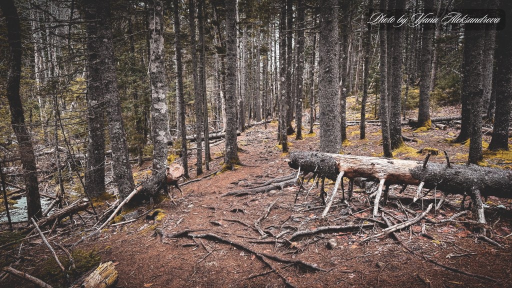 Maskwa Trails - Charlie's Lake hike photo