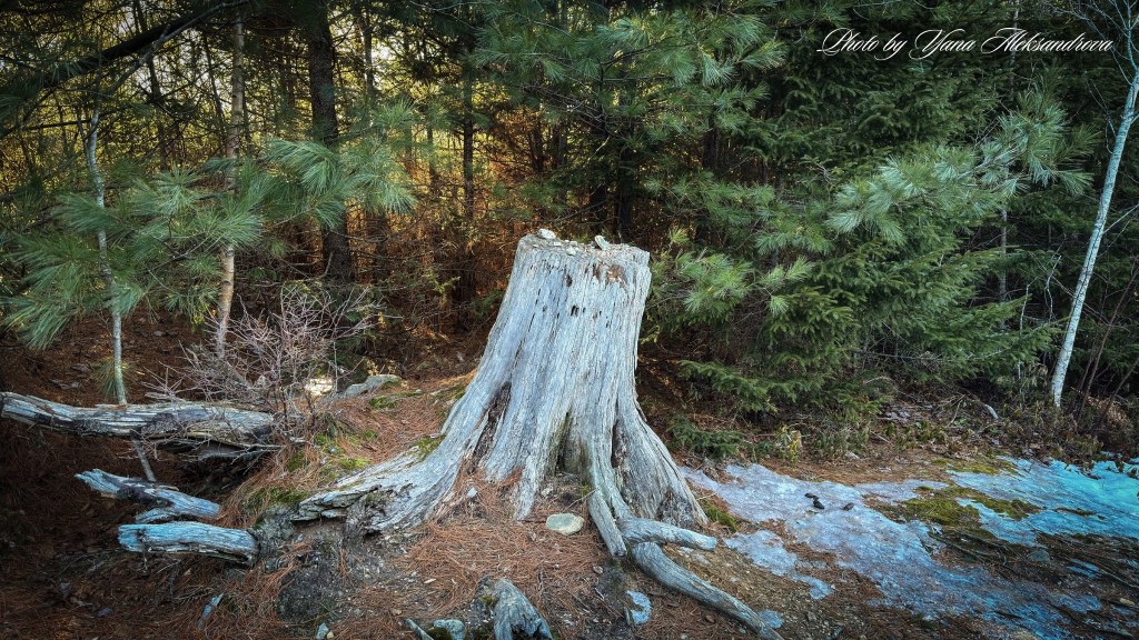 Hiking Costley Farm Heritage Trail Loop photo