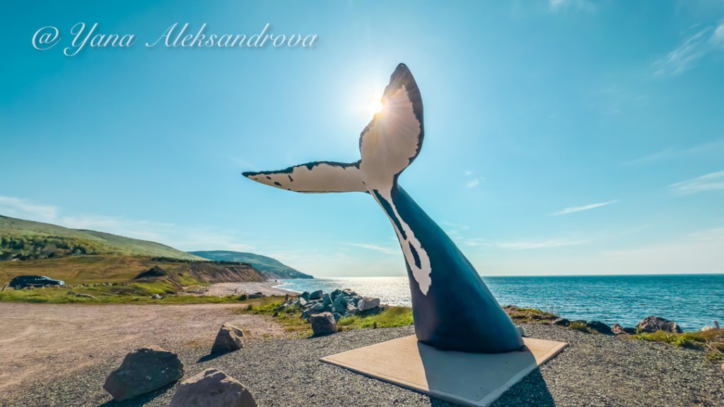 Whale Tail Pleasant Bay Cape Breton Island Photo