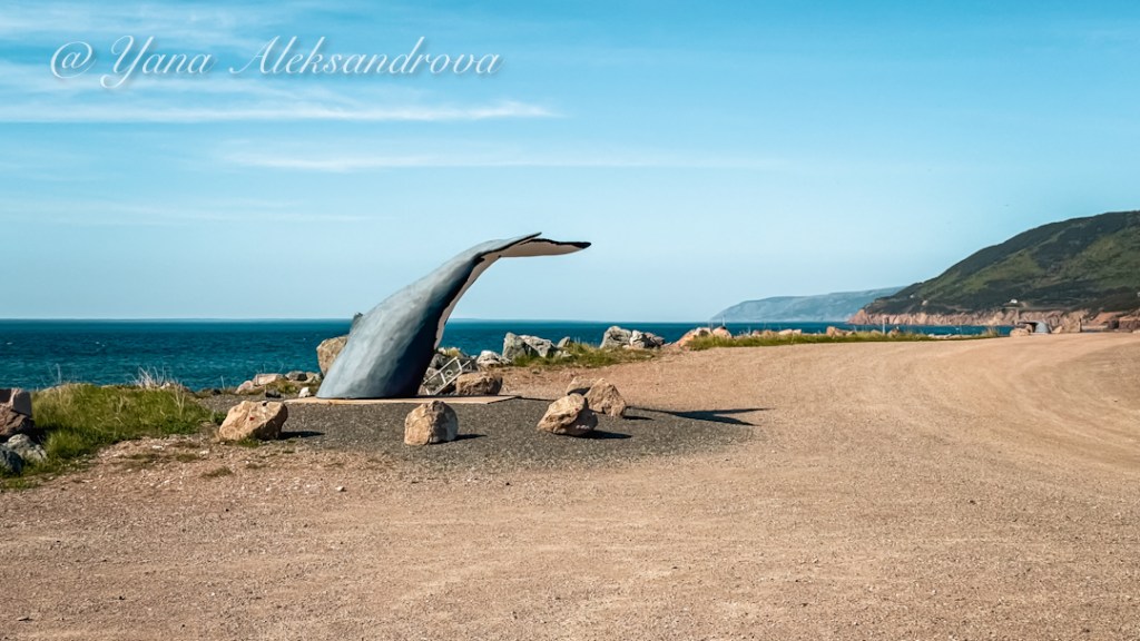 Whale Tail Pleasant Bay Cape Breton Island Photo