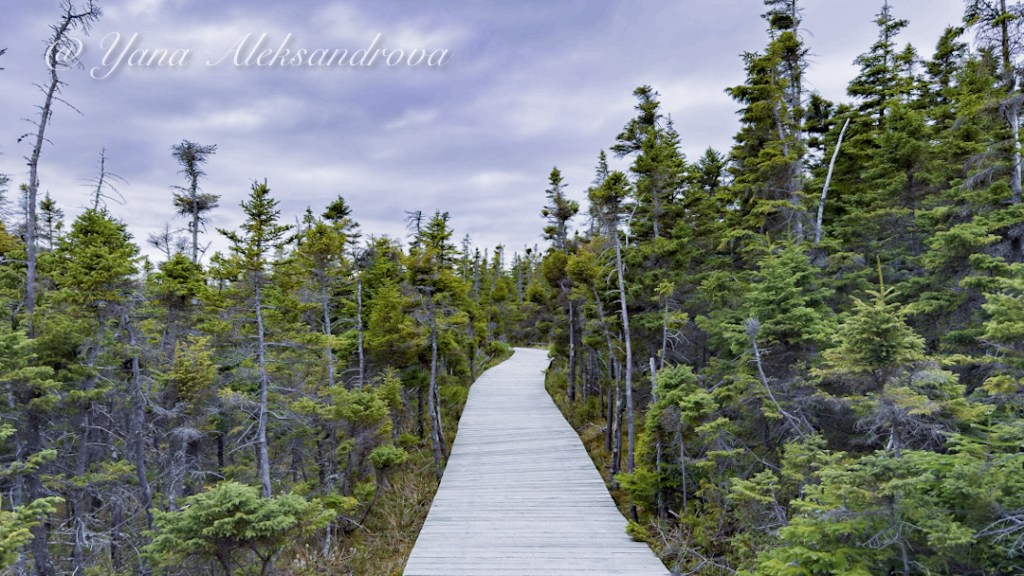 Skyline Trail, Cabot Trail Photo
