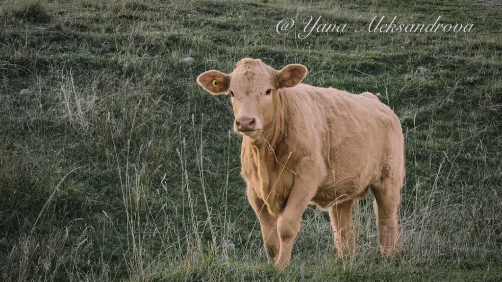 Cow at Chéticamp Island, Cape Breton Island, Nova Scotia, Canada. Photo