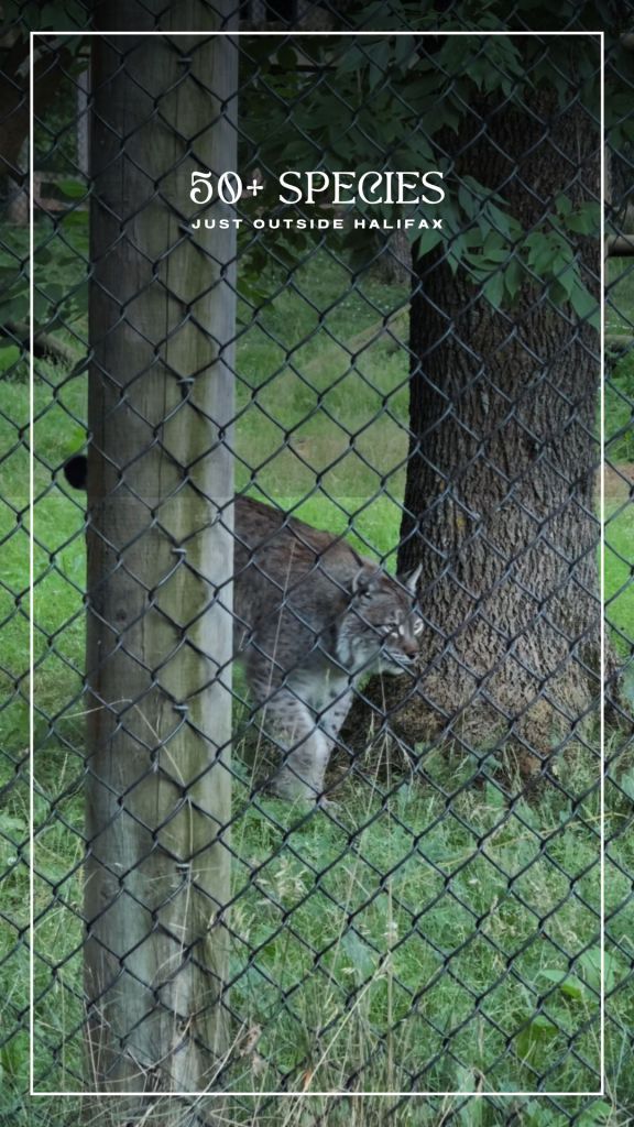 Shubenacadie Wildlife Park, Nova Scotia, Canada. reel