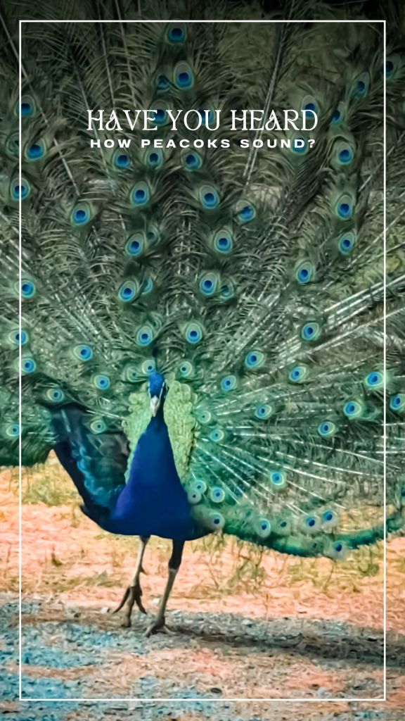 Shubenacadie Wildlife Park, Nova Scotia, Canada. reel