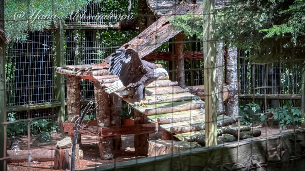 Shubenacadie Wildlife Park, Nova Scotia, Canada. Photo