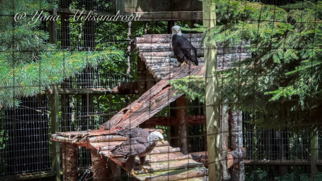 Shubenacadie Wildlife Park, Nova Scotia, Canada. Photo