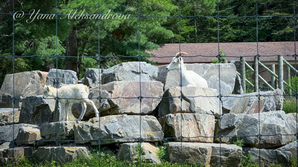 Shubenacadie Wildlife Park, Nova Scotia, Canada. Photo