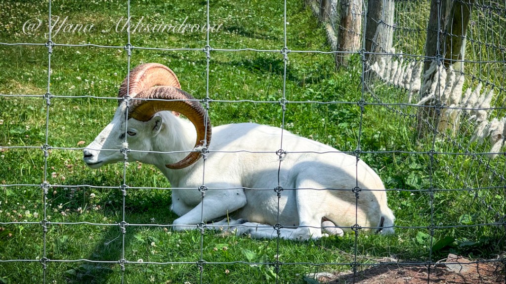 Shubenacadie Wildlife Park, Nova Scotia, Canada. Photo