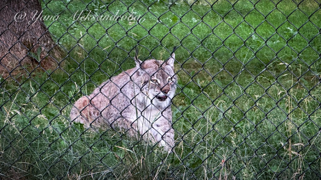 Shubenacadie Wildlife Park, Nova Scotia, Canada. Photo