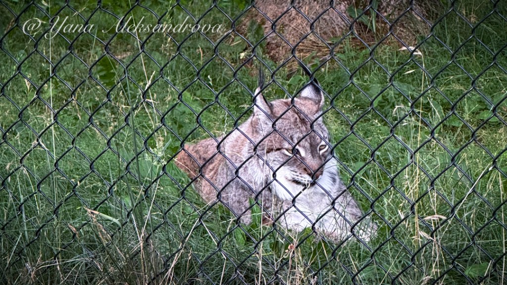 SHUBENACADIE WILDLIFE PARK — RESCUED ANIMALS & NATURE&nbsp;TRAILS