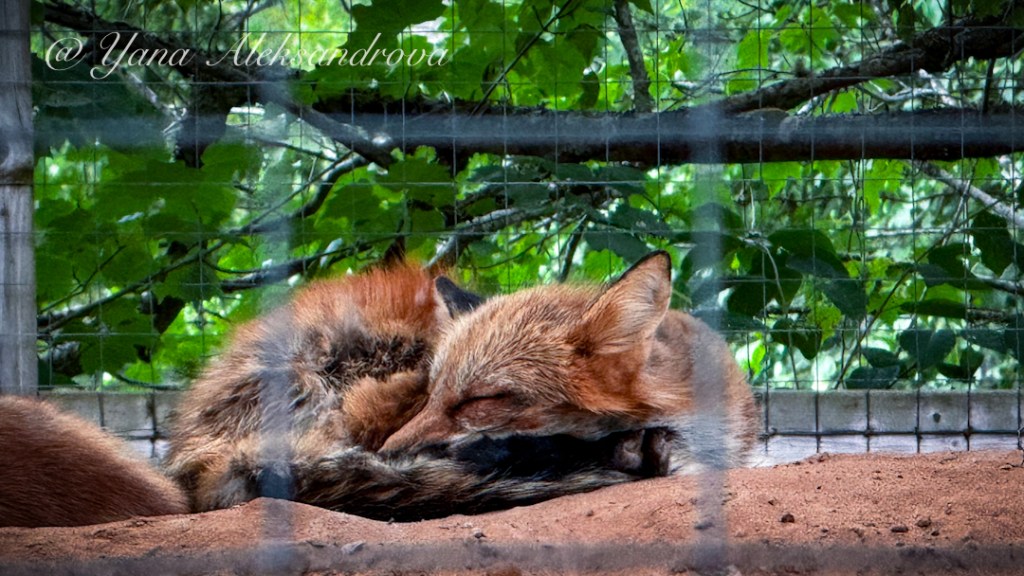 Shubenacadie Wildlife Park, Nova Scotia, Canada. Photo