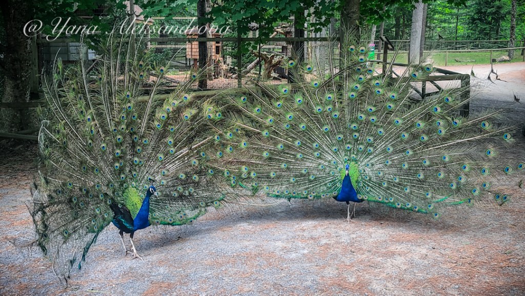 Shubenacadie Wildlife Park, Nova Scotia, Canada. Photo