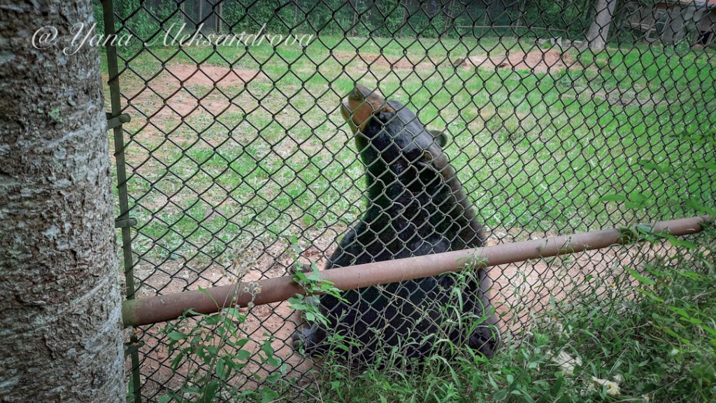 Shubenacadie Wildlife Park, Nova Scotia, Canada. Photo