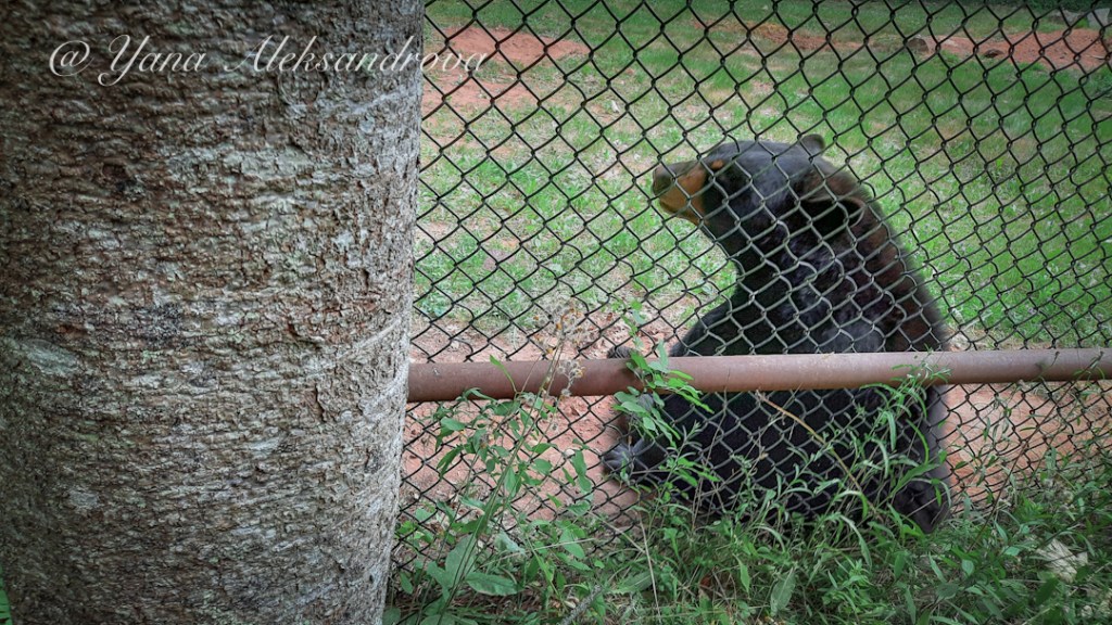 Shubenacadie Wildlife Park, Nova Scotia, Canada. Photo
