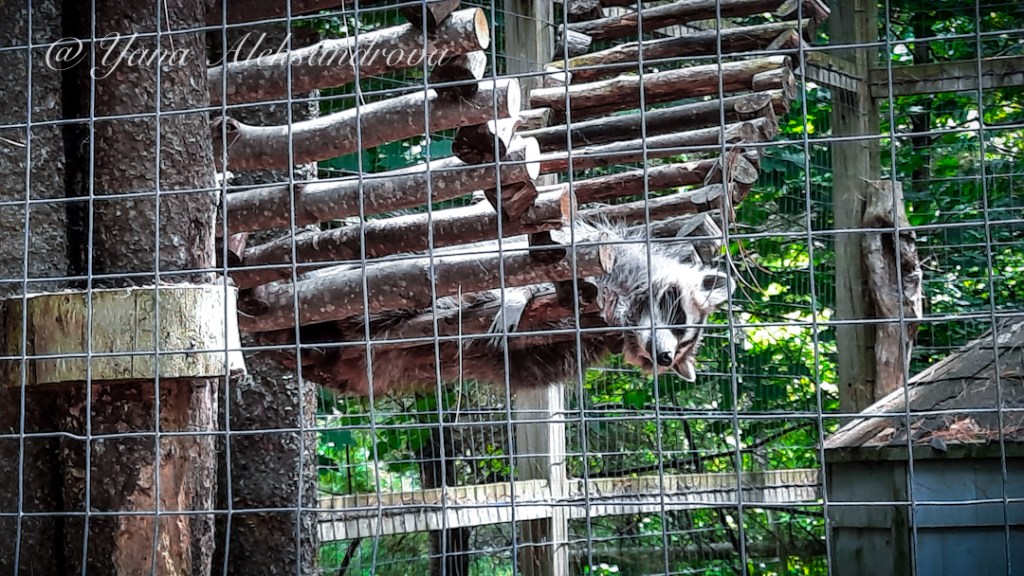 Shubenacadie Wildlife Park, Nova Scotia, Canada. Photo